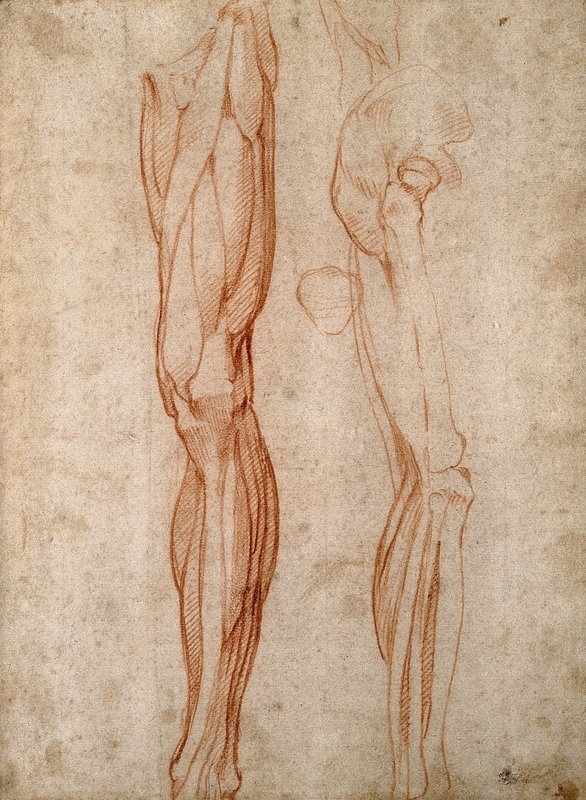 The Muscles of the Left Leg, Seen from the Front, and the Bones and Muscles of the Right Leg Seen in Right Profile, and between Them, a Patella