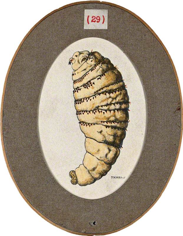 The Older Larva of the Fly Dermatobia Cyaniventris