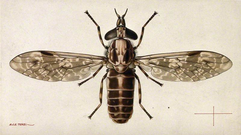 A Cleg (Haematopota Pulchrithorax)
