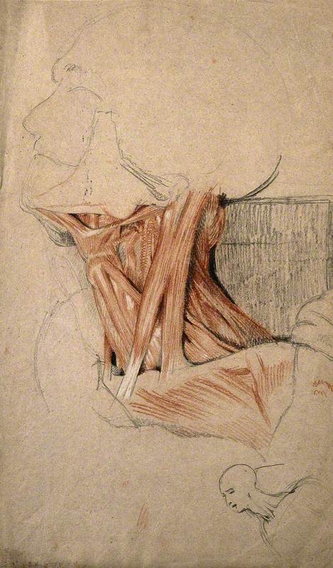 Muscles of the Neck: Head and Neck of an Écorché Figure, and Small Sketch of a Head and Neck