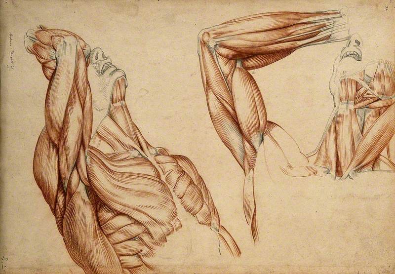 Muscles and Tendons of the Neck, Arm and Trunk: Two Écorché Figures