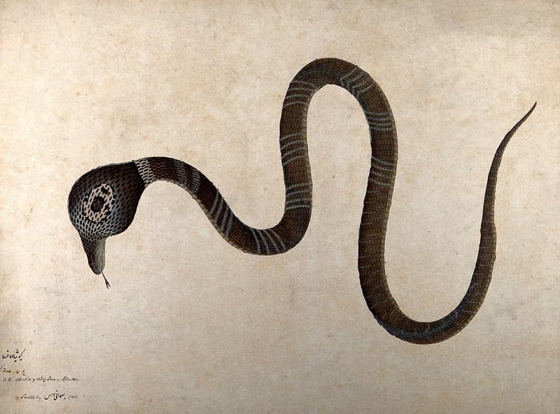 Indian Cobra, with 'Monocle' Marking on Hood