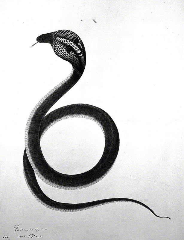 Indian Cobra, with 'Spectacle' Marking on Hood