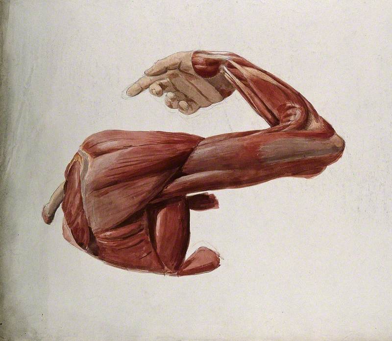Dissection Showing the Muscles of the Arm and Shoulder, Back View, with Elbow and Wrist Flexed