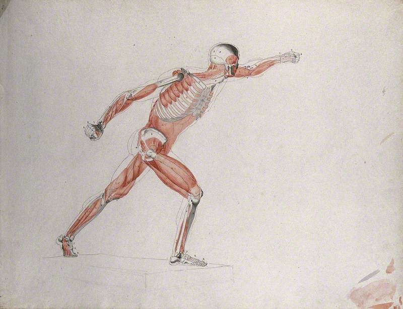 Skeletal and Myologic Structure of the 'Borghese Gladiator' Statue: The Figure is Presented as an Écorché