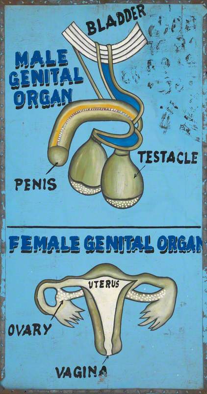 Disease and Organs Treated by a Vodoo Practitioner in Benin: Genital Organs