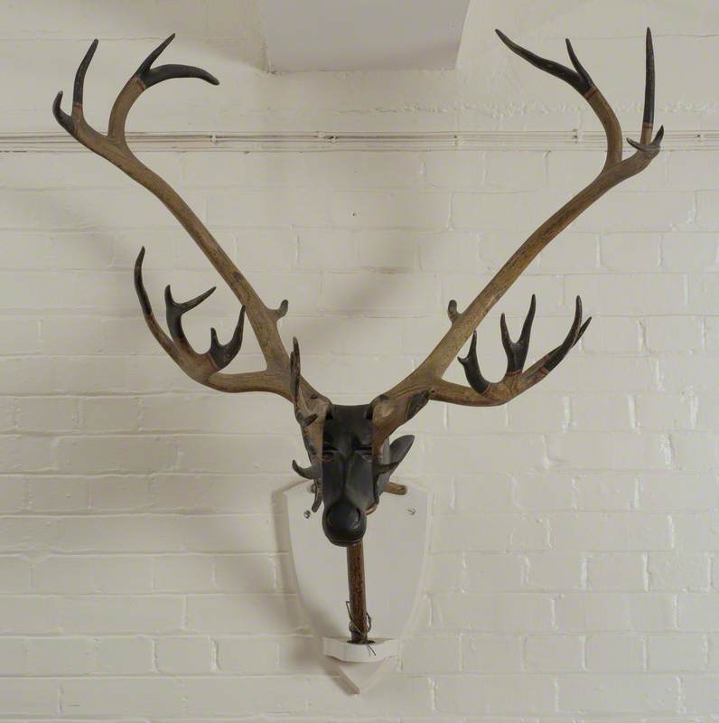 Abbots Bromley Horn Dance Antlers*