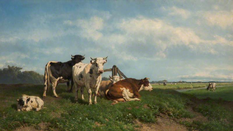 Cattle in Meadows