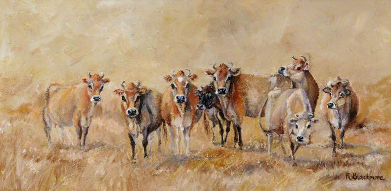 A Herd of Jersey Cows