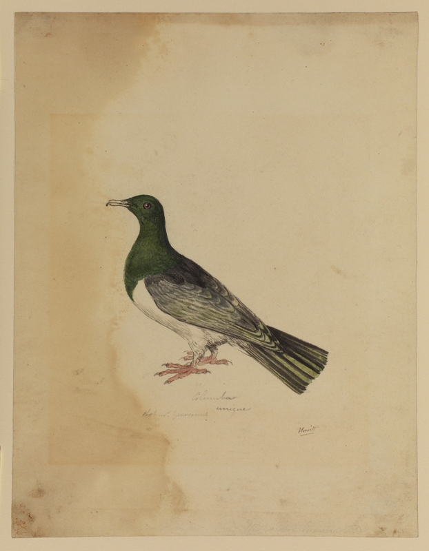 Bird – Columba