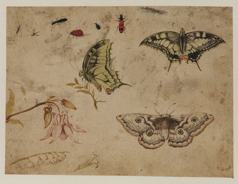 Study of Insects, Three Butterflies and Flowers