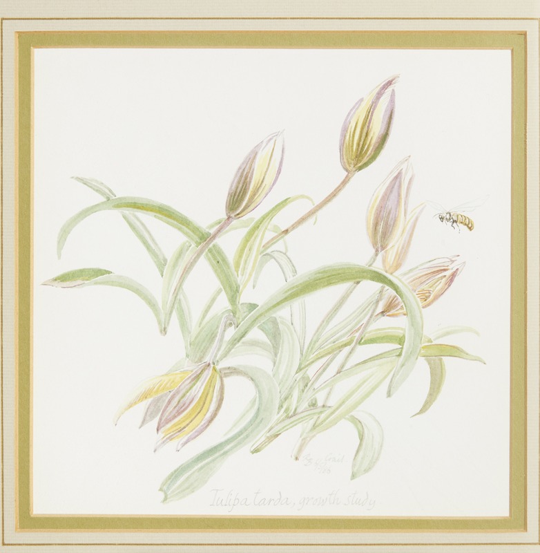Tulipa Tarda
