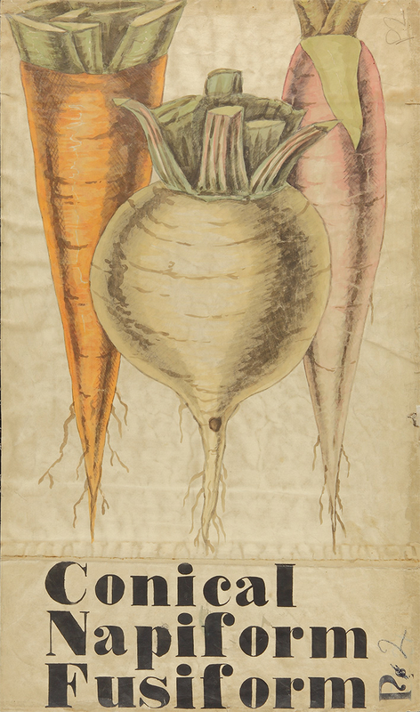Botanical Teaching Diagram of Root Vegetables
