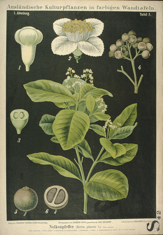 Botanical Teaching Diagram of Myrtus Pimenta L.