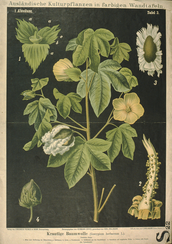 Botanical Teaching Diagram of Gossypium Herbaceum L.
