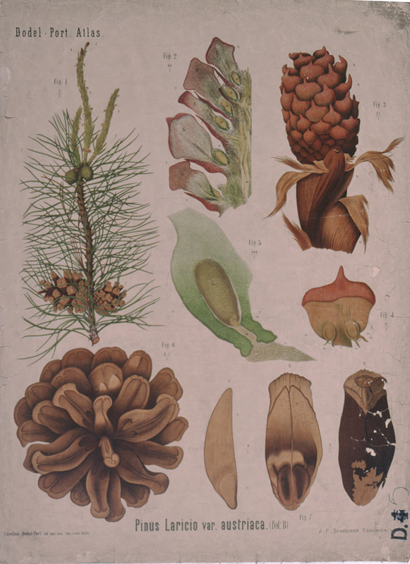 Botanical Teaching Diagram of Pinus Laricio