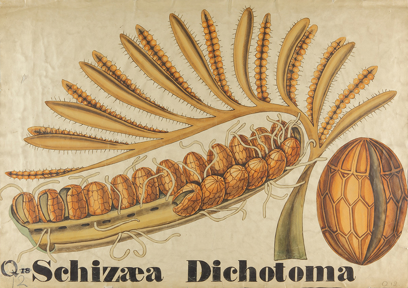 Botanical Teaching Diagram of Schizaea Dichotoma