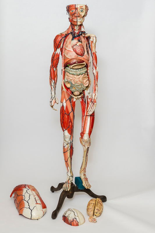 Anatomical Model of a Human
