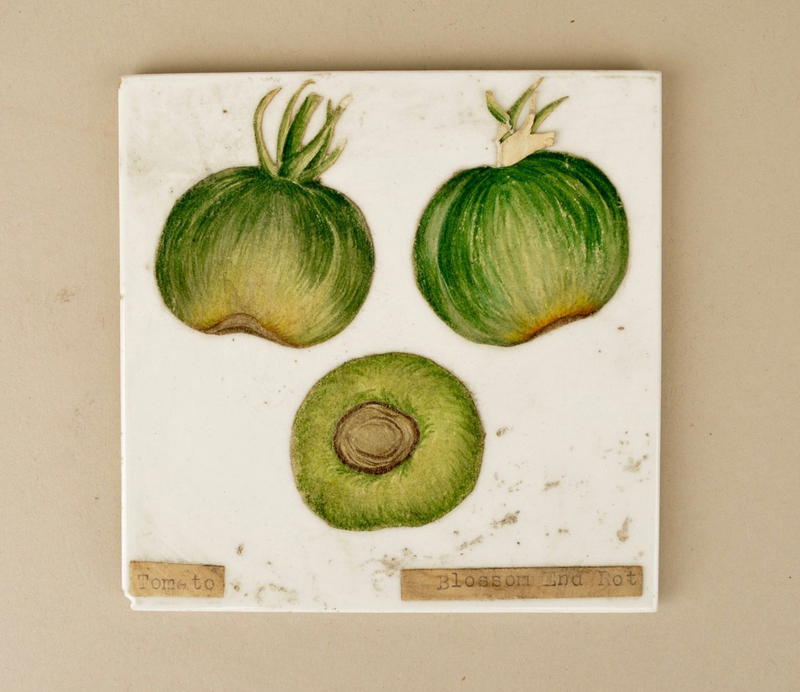 Ceramic Tile with a Drawing of Infected Tomatoes