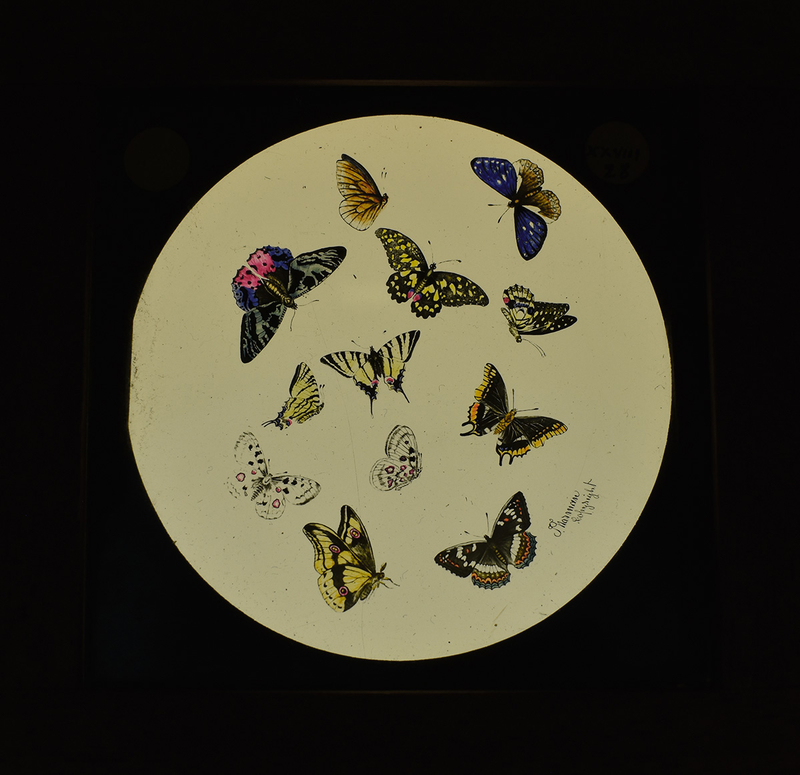 Magic Lantern Slide of Butterflies