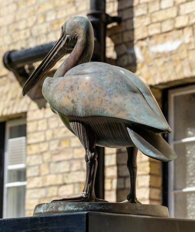 Pelican*