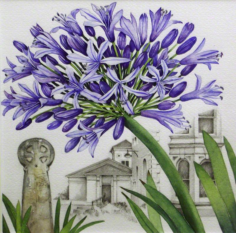 Agapanthus at Penlee House