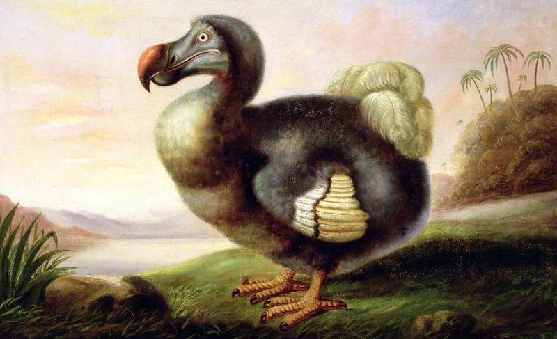 A Dodo