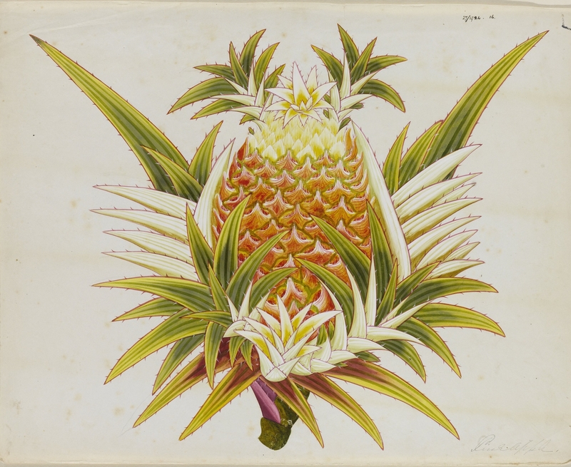 Pineapple