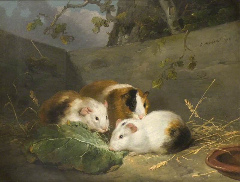 Guinea Pigs