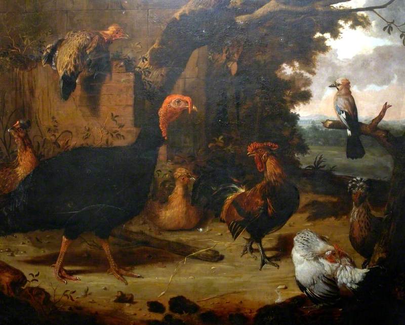 Farmyard Scene, the Black Turkey