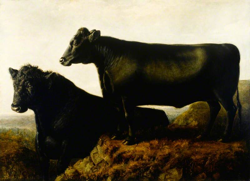 The Galloway Breed