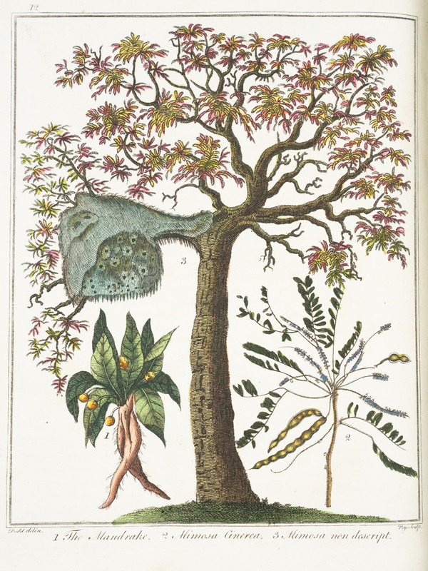 Mandrake