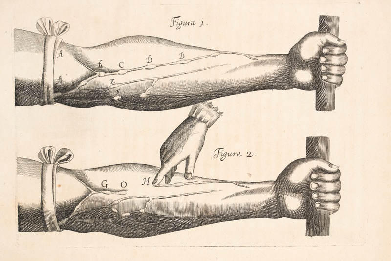 William Harvey's Discovery of the Circulation of the Blood