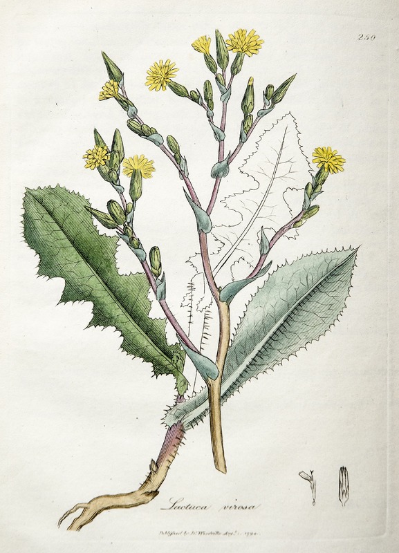 Lettuce, Lactuca Virosa