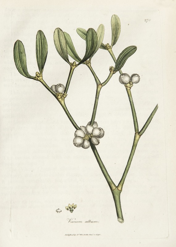 Mistletoe, Viscum Album