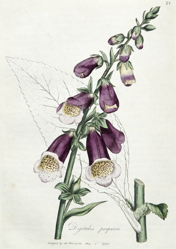 Purple Foxglove, Digitalis Purpurea