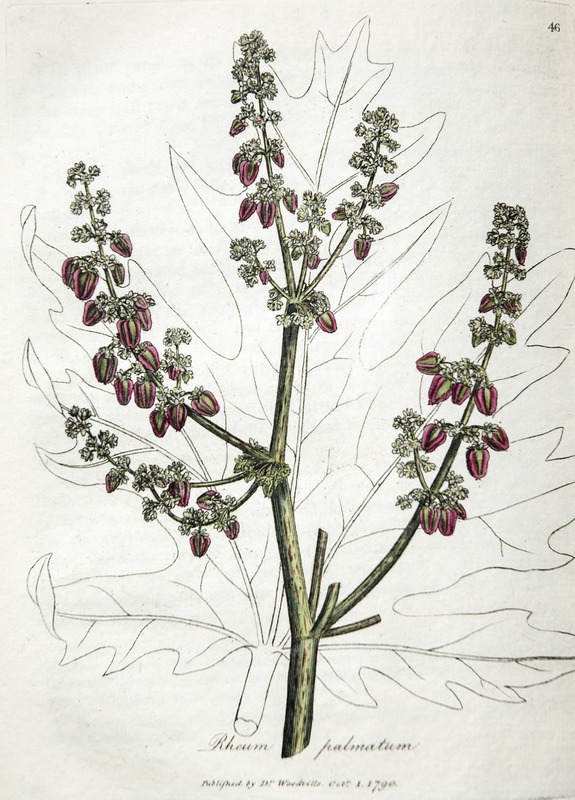 Rhubarb, Rheum Palmatum
