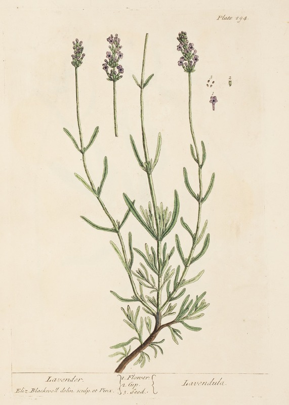 Lavender