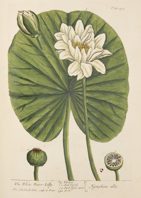 Lily