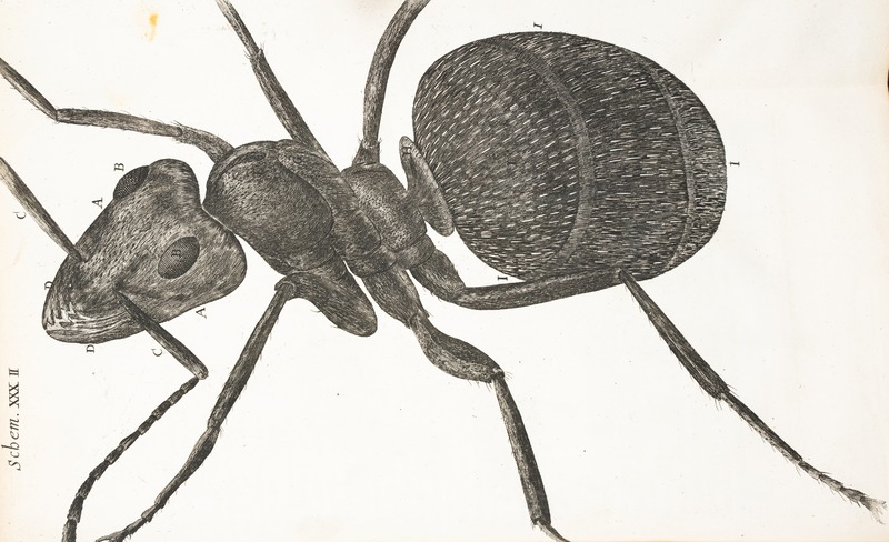 Microscopic View of an Ant