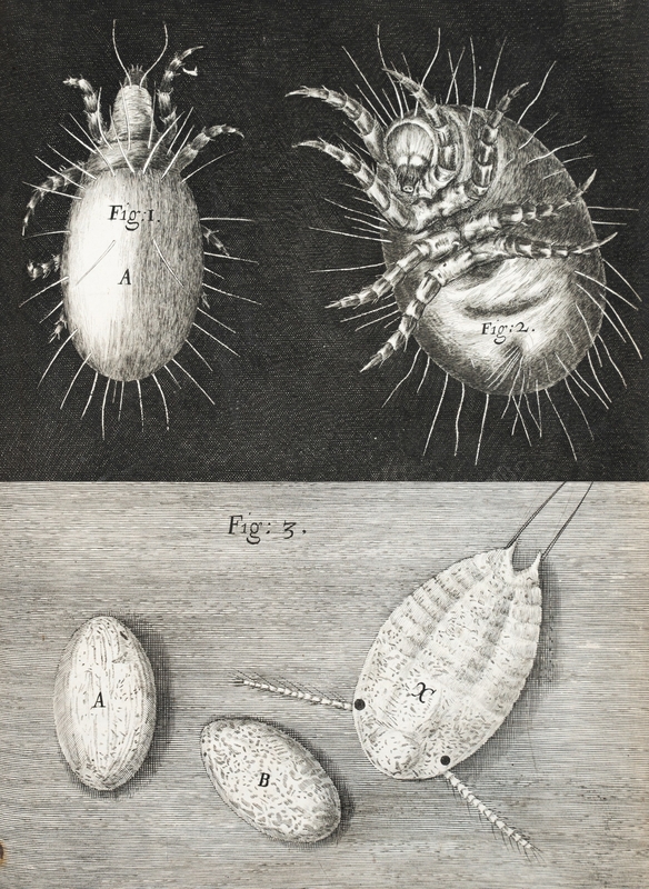Microscopic View of Mites and Mite Eggs