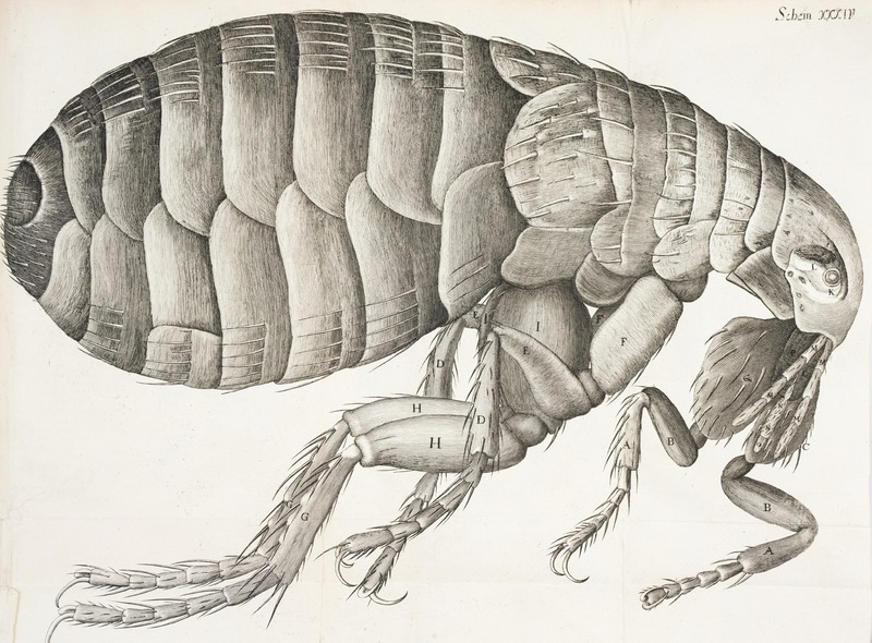 Microscopic View of Flea