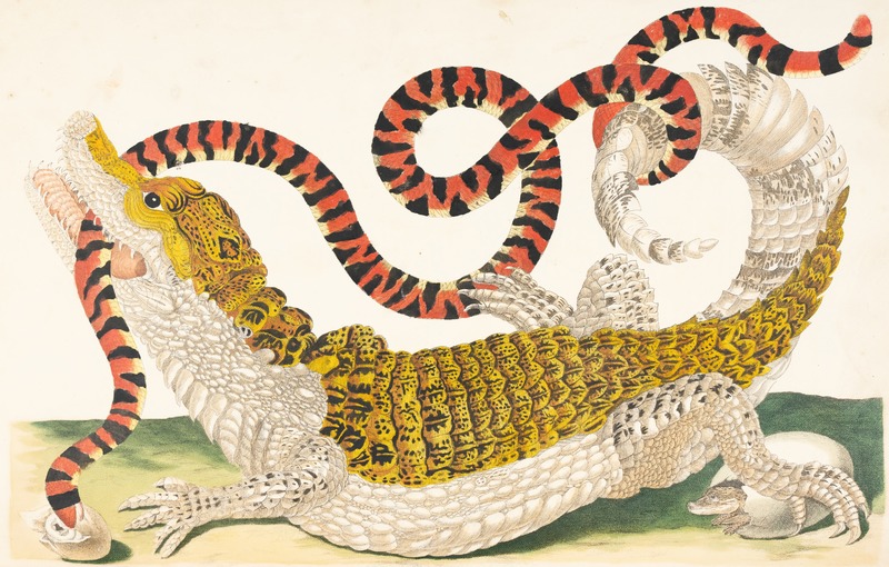 Alligator and Snake