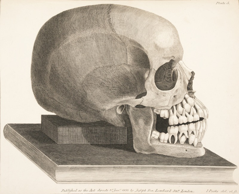 Skull with Teeth
