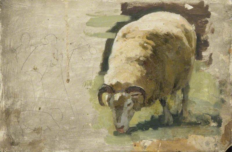 A Sheep Grazing