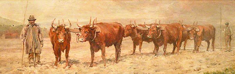 Red Oxen of Sussex