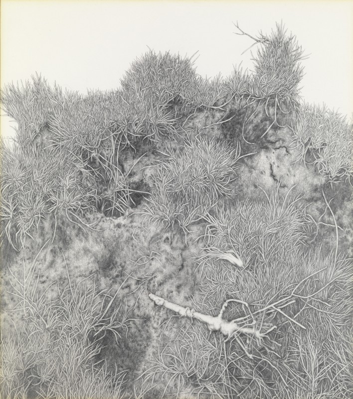 Bog