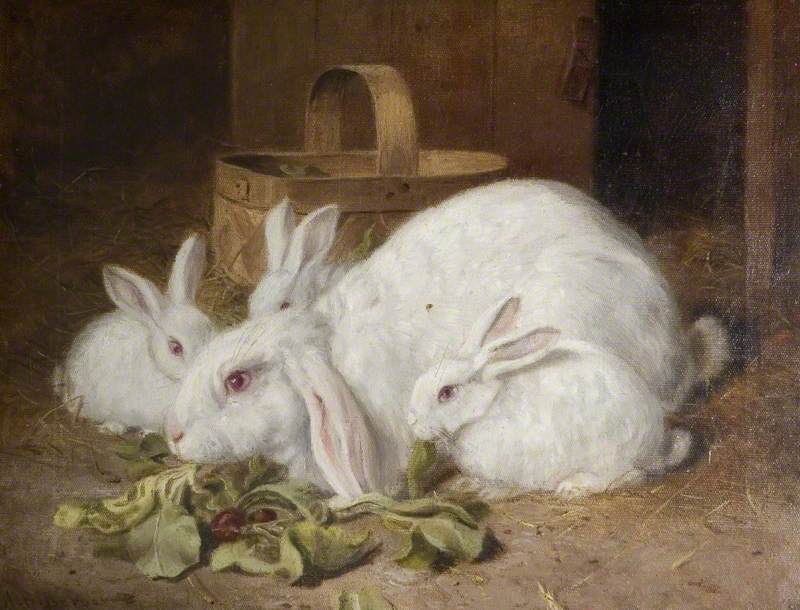 Four White Rabbits
