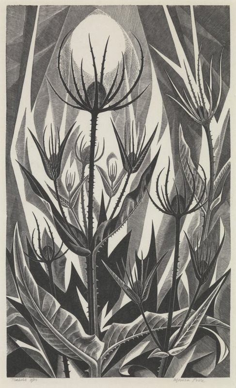 Teasels