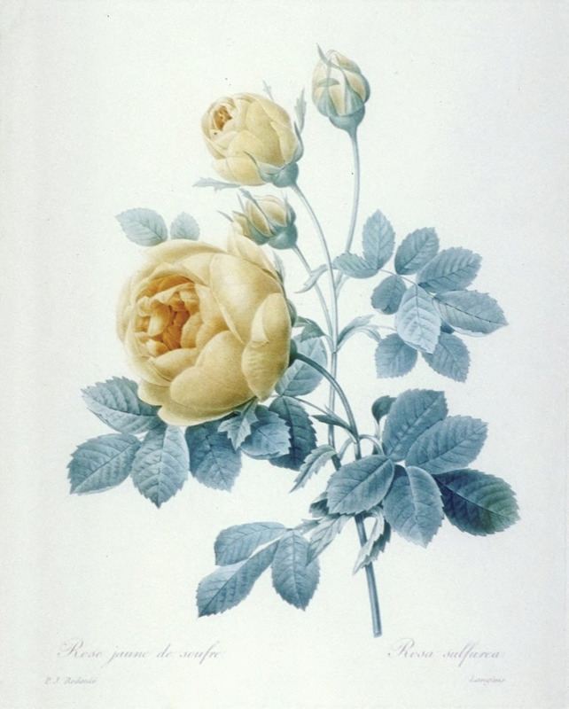 Rose Jaune de Soufre / Rosa Sulfurea